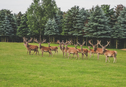 Hodowla jeleni - Folwark Hawaje (photo)