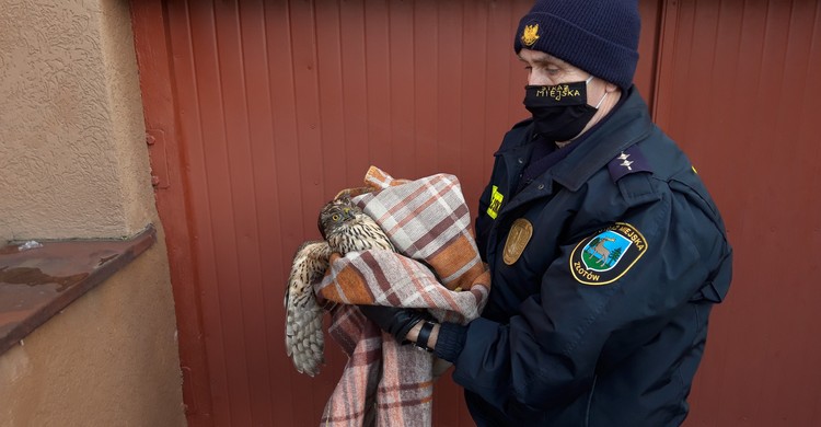 Drapieżny ptak uratowany przez Straż Miejską! - zdjęcie