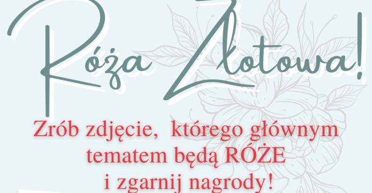Róża Złotowa! - zdjęcie