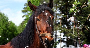 News Stud farms