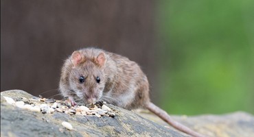 News Deratyzacja na terenie Miasta Złotowa!